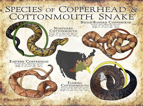 Species of Copperhead & Cottonmouth Poster Print