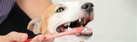 7 Dog Teeth Cleaning Tips Every Owner Should Read