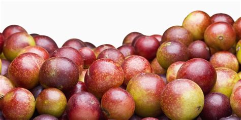 The Many Benefits of Consuming Camu Camu Berries — Healthdigezt.com