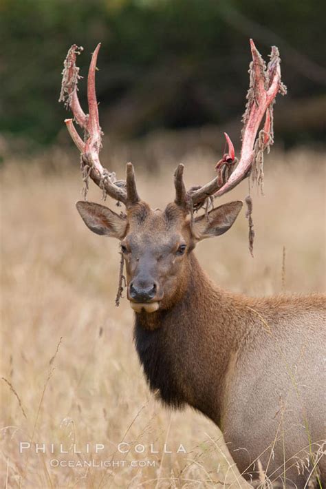 Roosevelt elk, adult bull male with large antlers, Cervus canadensis ...