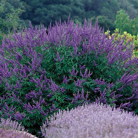 Dwarf Flowering Shrubs Zone 5 - 8 Dwarf Shrubs For Small Gardens Spaces Trees Com / Broadleaf ...