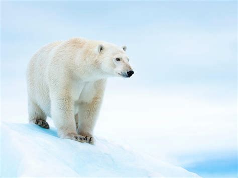 Polar Bear | Species | WWF