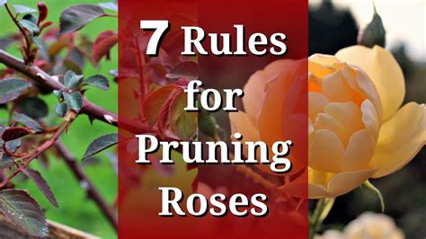 7 Rules for Pruning Roses - YouTube