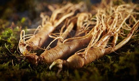 Ginseng plant: Varieties, growth, care tips, benefits