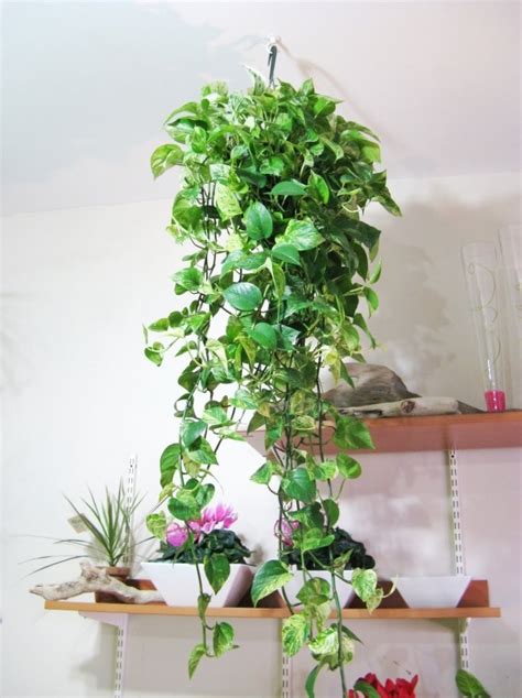 Hanging House Plants | My Decorative