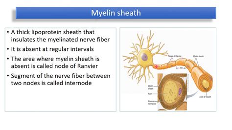 Classification of Nerve fibers - YouTube