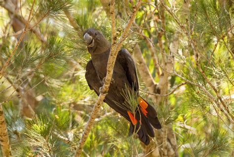 Protecting Australia's Unique Flora and Fauna utilising Targeted Ecological Surveys - Ecosure ...