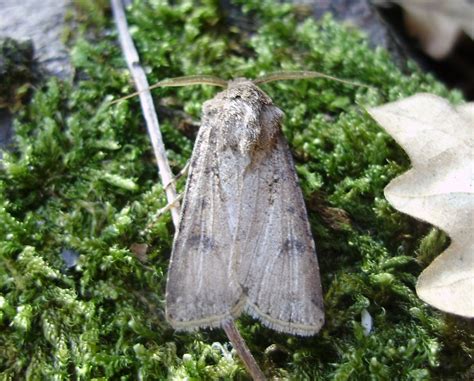 Mariposas y orugas (Volvoretas e eirugas): Mariposas diurnas y nocturnas: las siete diferencias ...