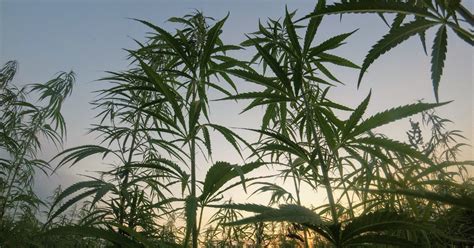 The Environmental Benefits of Hemp Farming - SESSION MODE