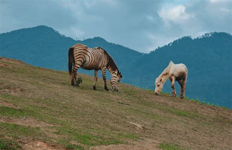 Brown Horse on Grass Field · Free Stock Photo