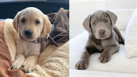 Labrador Retriever Dog Colors: A Complete List Of All 6 Coat Colors | Puppies Club