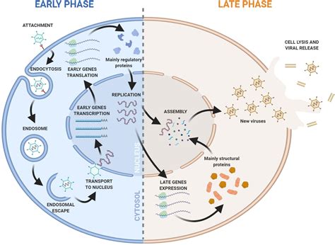 Adenovirus Replication Cycle