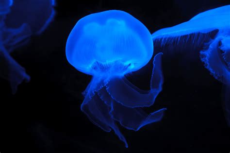 Moon Jellyfish Free Stock Photo - Public Domain Pictures