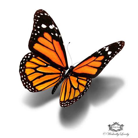 Monarch Butterfly Drawing | Free download on ClipArtMag