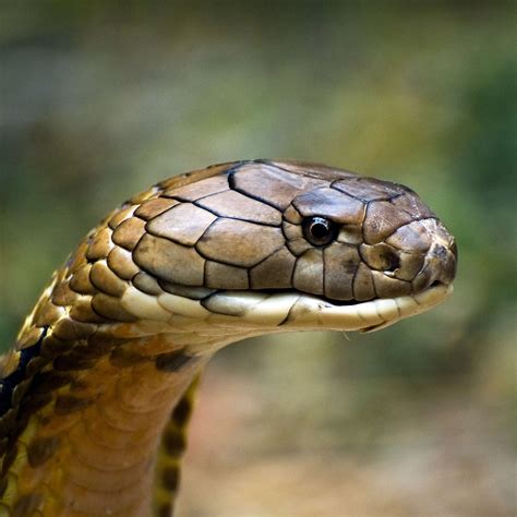 King Cobra (Ophiophagus hannah) Reptiles And Amphibians, Mammals ...