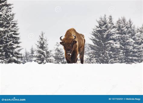 Europese Bizon & X28; Bizon Bonasus& X29; in Natuurlijke Habitat in De ...