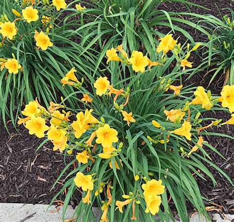 Growing Daylilies - A Must Have Perennial Flower in the Garden | Hearth ...