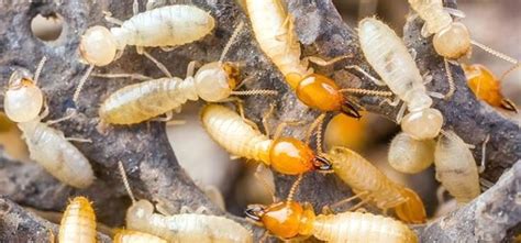 What Do Termites Look Like to The Human Eye? Here's Your Answer