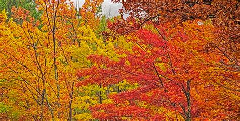 Fall Foliage in the Smoky Mountains | Dancing Bear Lodge