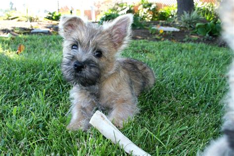 Cairn Terrier Puppies Images | Puppies Dog Breed Information Image Pictures