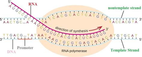 Name the enzyme that catalyzes the transcription of hnRNA.