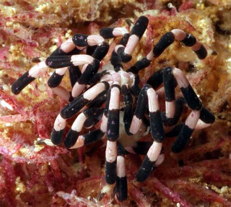 Sea spiders provide insights into Antarctic evolution — Australian ...