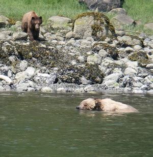 Mate Grizzly Bears (2 of 5) | Grizzly Bear Tours & Whale Watching ...