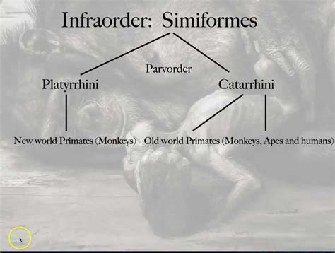 Infraorder Simiforms AND Parvorder's Platyrrhine vs. Catarrhine