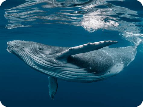 2月19日 | World Whale Day 世界鲸鱼日_海洋生物_死亡_凤凰