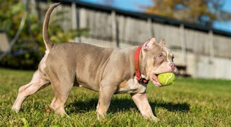 American Bully Size Chart | Bully Weight & Growth Chart