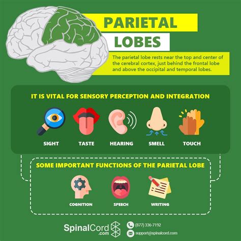 Parietal Lobe: Function, Location, and Structure