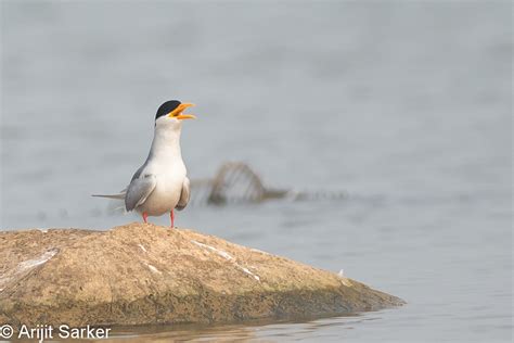 Mostly Indian Birds: Lake birds of Hyderabad