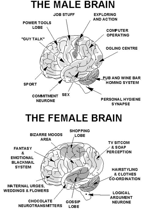 TheTouchOfUmie: Differences Between Male's & Female's Brain