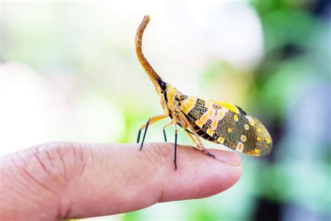 8 Amazing Facts About Lanternflies