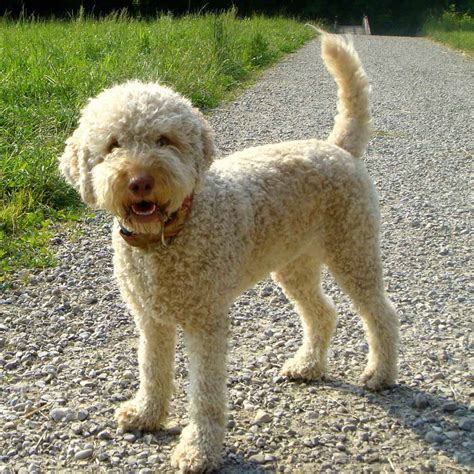 Lagotto Romagnolo Info, Temperament, Grooming, Puppies, Pictures