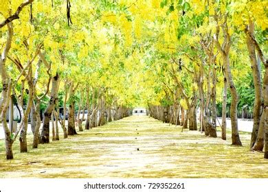 11,282 Tree Tunnel Japan Images, Stock Photos, 3D objects, & Vectors ...