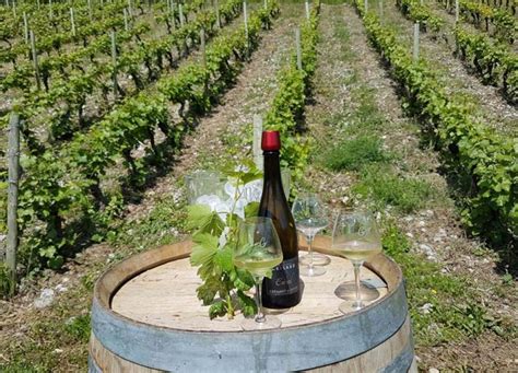 Wine Tours in France: Where to Go Wine Tasting in the French ...