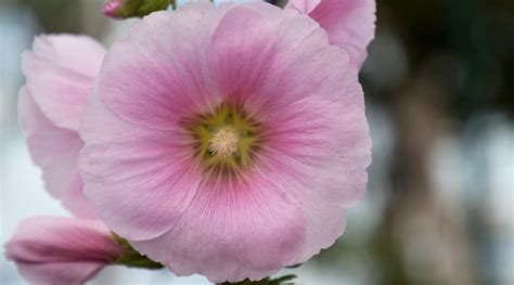 Hollyhock Colors: What Colors do Hollyhocks Bloom?