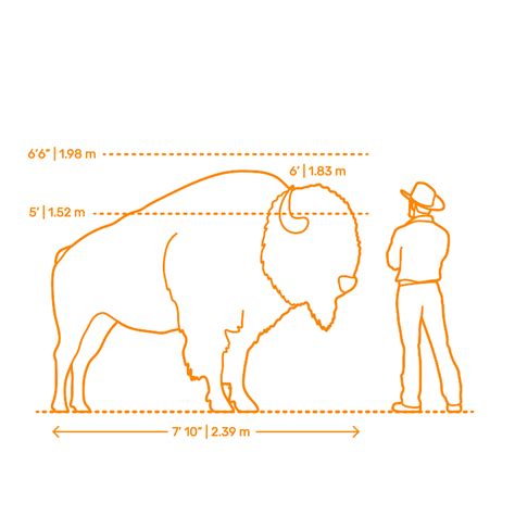 Bison | Buffalo Dimensions & Drawings | Dimensions.Guide