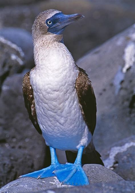 Blue Footed Booby Bird Galapagos Islands | Photo, Information