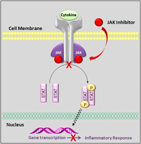 Discovery and Development of Janus Kinase (JAK) Inhibitors for Inflammatory Diseases | Journal ...