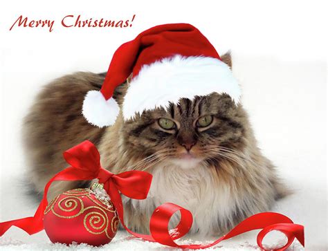 Merry Christmas Cat Photograph by Jessica Jenney