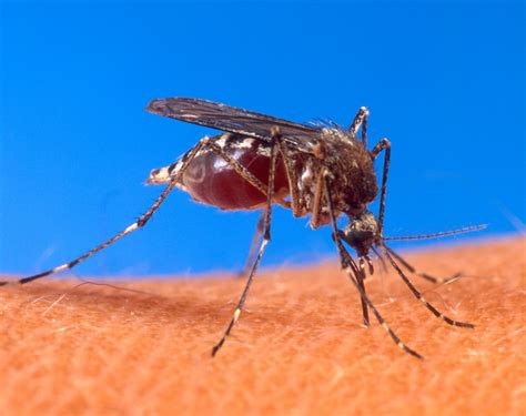 File:Aedes aegypti biting human.jpg - Wikimedia Commons