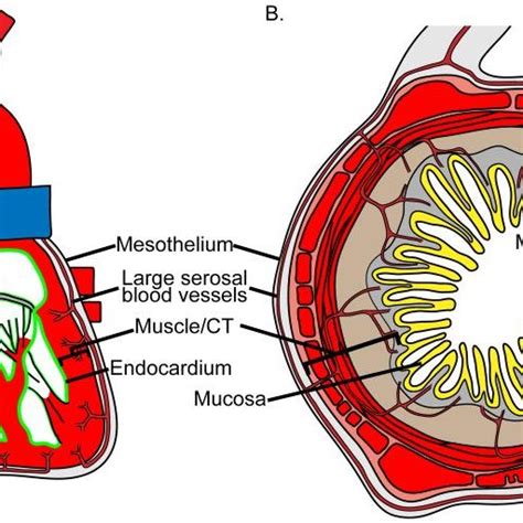 (PDF) Development of the Serosal Mesothelium