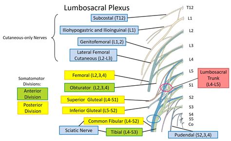 Lumbosacral plexus and innervation of lower limb – Human Anatomy for Physician Assistant ...