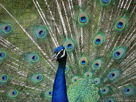 Peacock, eyes, colorful, bird, plumage - free image from needpix.com