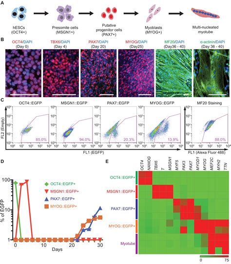 Figures and data in Transcriptional landscape of myogenesis from human ...