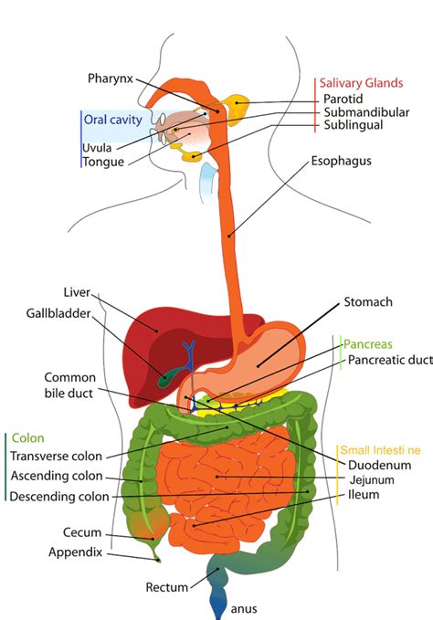 Gut-GI-Anatomy - Kelly Wilhite