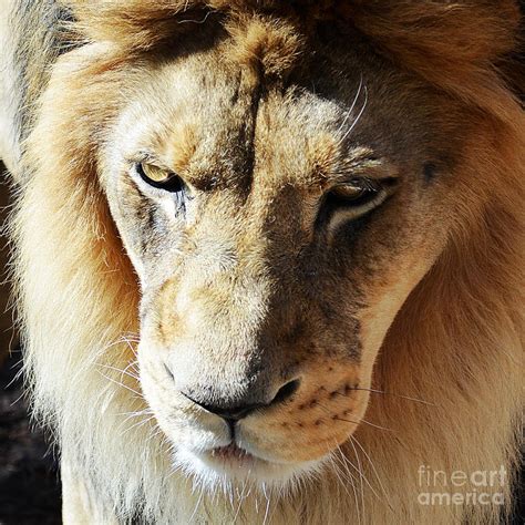 Lion Head Face Eyes Mane Front View Macro Close Up Photograph by Shawn ...