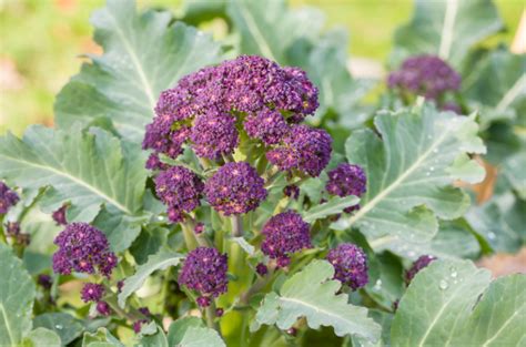 Sprouting Broccoli Essentials For Sowing And Planting - Gardenfrontier